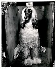 LD307 1965 Original Photo CHAMPION AFGHAN HOUND SEATTLE KENNEL CLUB DOG SHOW picture