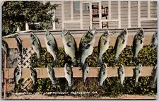 Rockledge Florida, Black Bass From Lake Poinsett, Drying Fish, Vintage Postcard picture