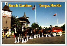 c1980s Busch Gardens Tampa Florida Clydesdales Vintage Postcard picture