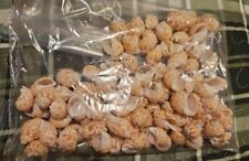 Babylon Shells For Crafts Art Decor Natural Sea shell approx. 95 pcs picture