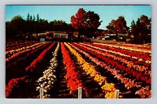 Bristol CT-Connecticut, Chrysanthemum Display Bristol Nurseries Vintage Postcard picture