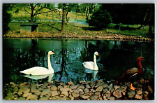 Washington, D.C - Whooper Swans, National Zoological Park - Vintage Postcard picture