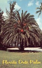FL Florida Scenic View Date Palm Tree postcard tropical flora fauna garden vtg picture