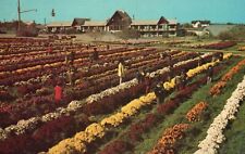 Vintage Postcard 1910's Beautiful Flowers Garden Erie North East Pennsylvania PA picture