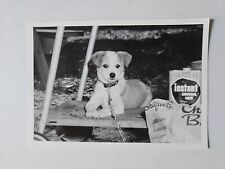 Cute Dog Company Picnic Vintage 4x6  Lot Of 3 Photos Black And White  picture