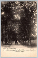 Massachusetts Daniel Webster Elm trees w/ carriage Marshfield Rotograph Postcard picture