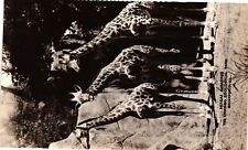 Vintage Postcard- MASAI GIRAFFES, THE CHICAGO ZOOLOGICAL PARK, BROOK 1960s picture