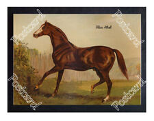 Historic 'Blair Athol' 1879 Horseracing Postcard picture