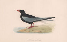 White-Winged Black Tern. Morris's British Birds. Antique colour print 1870 picture