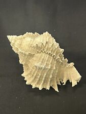 RARE Fossilized MUREX Shell From Central Florida, Pliocene Era.  picture