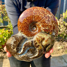 1.95LB Rare Natural Tentacle Ammonite FossilSpecimen Shell Healing Madagascar picture