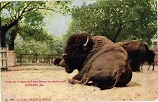 King of Buffalo Herd Lincoln Park Zoo Chicago IL Divided Unused Postcard c1910s picture