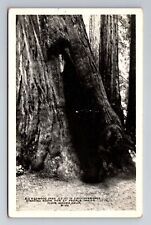 Muir Woods CA-California, Huge Redwood Tree, Antique Vintage Souvenir Postcard picture