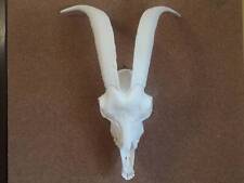 Goat Skull Replica | Any Color Goat Skull Copy | goat skull with long horns picture