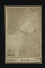 Rare 1880s Dog Show Advertisement - Miniature Format Photo White Pit Bull  picture