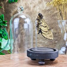 Q36a Death's Head Hawk Moth Taxidermy Entomology Glass Dome Display Collectible picture