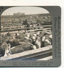 Great Union Stockyards Largest Stock Market Chicago IL Keystone Stereoview c1900 picture