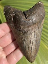 Natural Beautiful 4.14” Megalodon Tooth Fossil Shark Teeth picture
