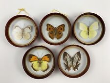 Real Framed Butterfly Taxidermy/Specimens Huge Vintage Hanging Decor Mid-Century picture