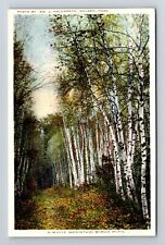 White Mountain MA-Massachusetts, Birch Path Vintage Souvenir Postcard picture