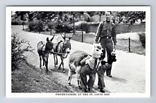 St Louis MO-Missouri, Promenaders At The Zoo, Alpaca, Vintage Souvenir Postcard picture
