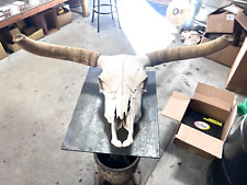 Western Bull Skull 32