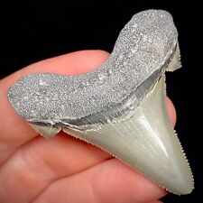 Ancestral Megalodon Shark Tooth (Otodus angustidens) 2.02