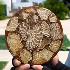 126G Rare Natural Tentacle Ammonite FossilSpecimen Shell Healing Madagascar picture