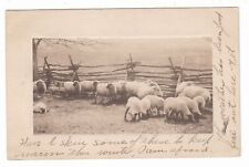 c1910 DRISCOLL NORTH DAKOTA SHEEP WOOD FENCE VINTAGE B&W POSTCARD ND HOHMAN OLD picture