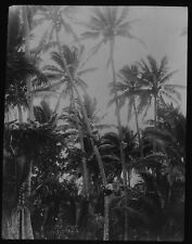 NATIVES CLIMBING TREES - FIJI AND THE PACIFIC C1913 Magic Lantern Slide PHOTO picture