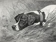 Dog Pointer Portrait (Named) Pointing by Mahler, Large 1880s Antique Print picture