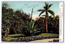 1907 Royal Palm And Century Plant On The Craignan Place Altoona FL Postcard picture