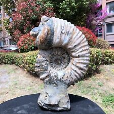 9.1LB TOP Natural Beautiful ammonite fossil conch Crystal specimen heals 824 picture