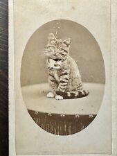 Antique Photo Cute Kitten Tinted Gold Bell - Royal Photographer 1800s CDV Photo picture