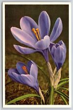Flowers~Purple Hybrid Crocus~Vintage Postcard picture