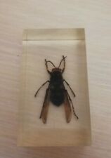 100% original exotic beetles real insects in resin (26) picture