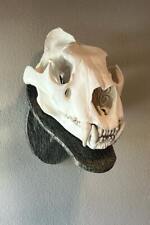 LARGE WALL MOUNTED AFRICAN LION SKULL REPLICA ,TAXIDERMY,SKULLS, Interior Design picture