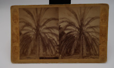 C1880 DATE PALM ASHMEAD BROS #611 FLORIDIA VIEWS STEREOVIEW UPTON A2 picture