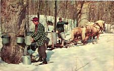 Vintage Postcard- Gathering maple sap from trees. 1960s picture