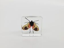 Spotted Lanternfly in Lucite, Resin picture