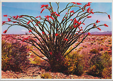 Ocotillo Flaming Red Blossoms Desert Spring Landscape Blue Skies c1980's Petley picture