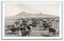 Postcard RPPC Cattle Round Up Scene Southwest Marfa Texas Posted 1941 Cows picture