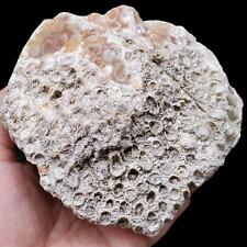 RARE Collection Rough Polished Silicified Coral 1170G picture