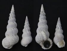 Seashells Epitonium varicosa WENTLETRAPS 36 & 51.5 mm F+++/GEM marine specimen   picture