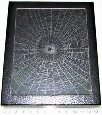 Orb weaver spider web framed preserved USA W16 picture