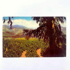 Postcard California CA Orange Lemon Grove Farming Union Oil 76 1960s Chrome picture
