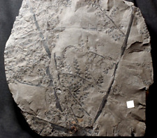 Museum quaity huge Carboniferous plant fossil seed fern Eusphenopteris sauveuri picture