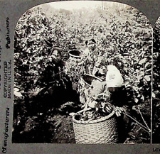 Vtg Silk Worm Mulberry Child Industry Japan Photograph Keystone Stereoview Card picture