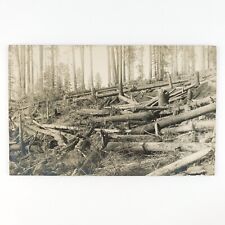 Clear Cut Forest Logging RPPC Postcard c1910 Felled Fallen Tree Real Photo D1469 picture