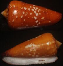 Tonyshells Seashell Conus crocatus VERY LARGE SUPERB 60.7mm F+++, superb pattern picture